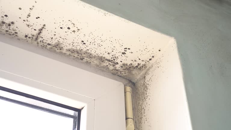 Best Asbestos and Lead Testing During Mold Inspection  in Addison, TX